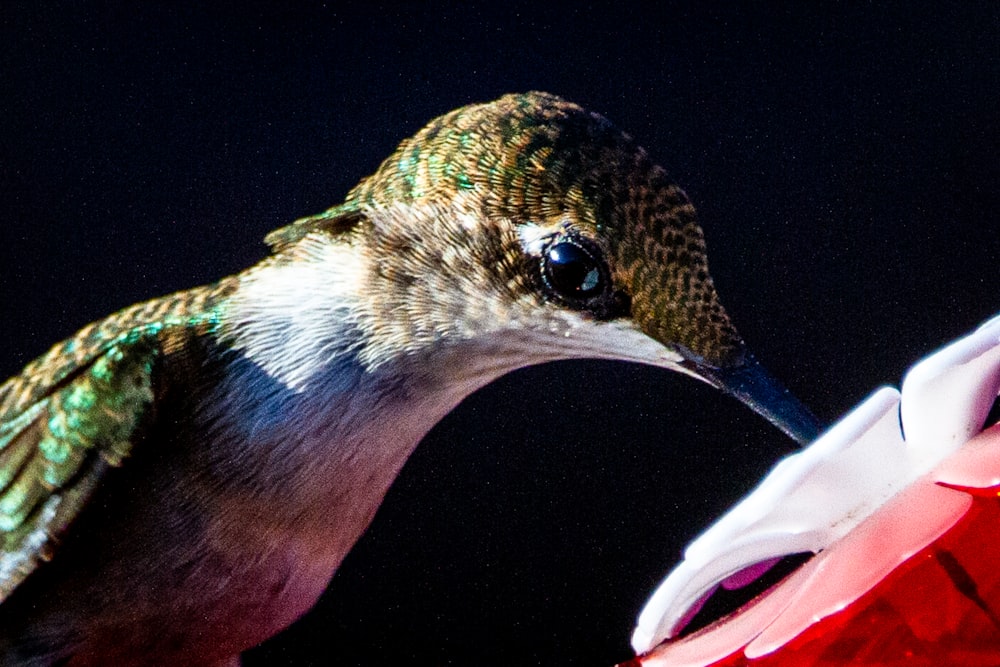 blue and green bird on white plastic cup