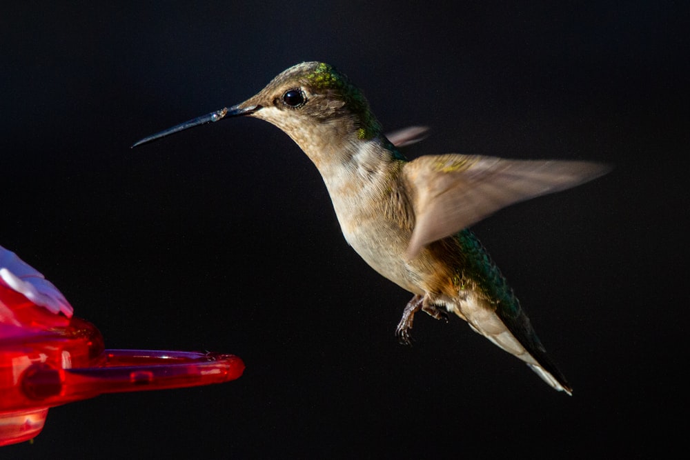 green and brown humming bird flying