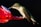 A hummingbird with iridescent green feathers is poised at a red hummingbird feeder, sipping nectar. The feeder has a white flower-shaped spout against a dark background, highlighting the bird's colors.