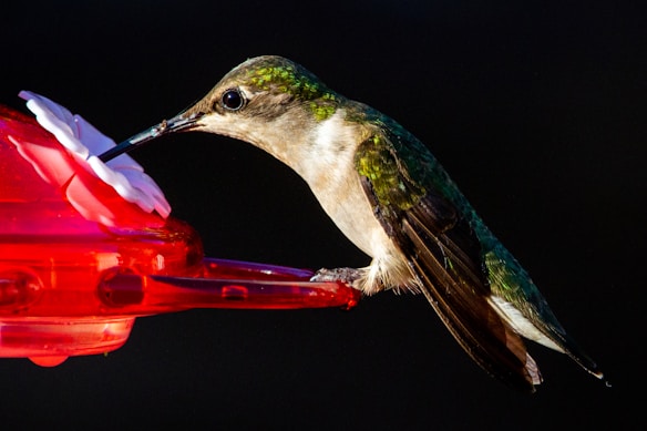 A hummingbird with iridescent green feathers is poised at a red hummingbird feeder, sipping nectar. The feeder has a white flower-shaped spout against a dark background, highlighting the bird's colors.