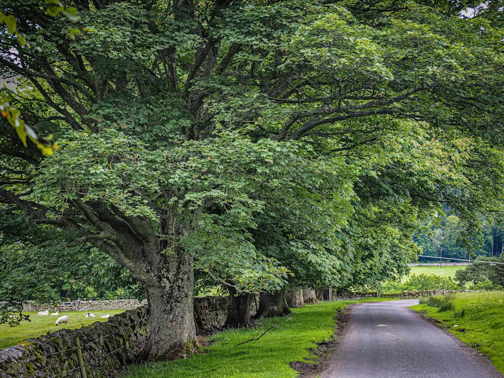 gray concrete road between green trees during daytime