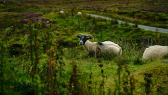 A pastoral landscape featuring a sheep with prominent horns standing amidst lush green grass. The background includes a winding rural road bordered by more grassy fields and scattered bushes. Additional sheep are grazing in the distance.