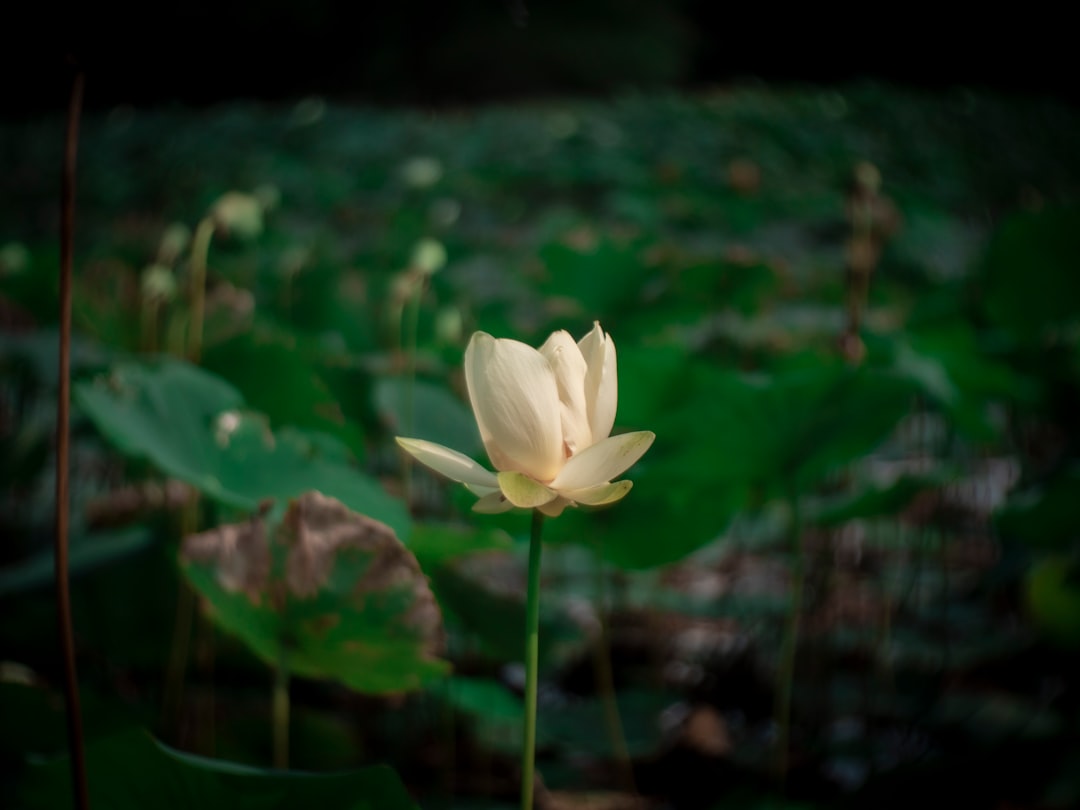 white flower in tilt shift lens