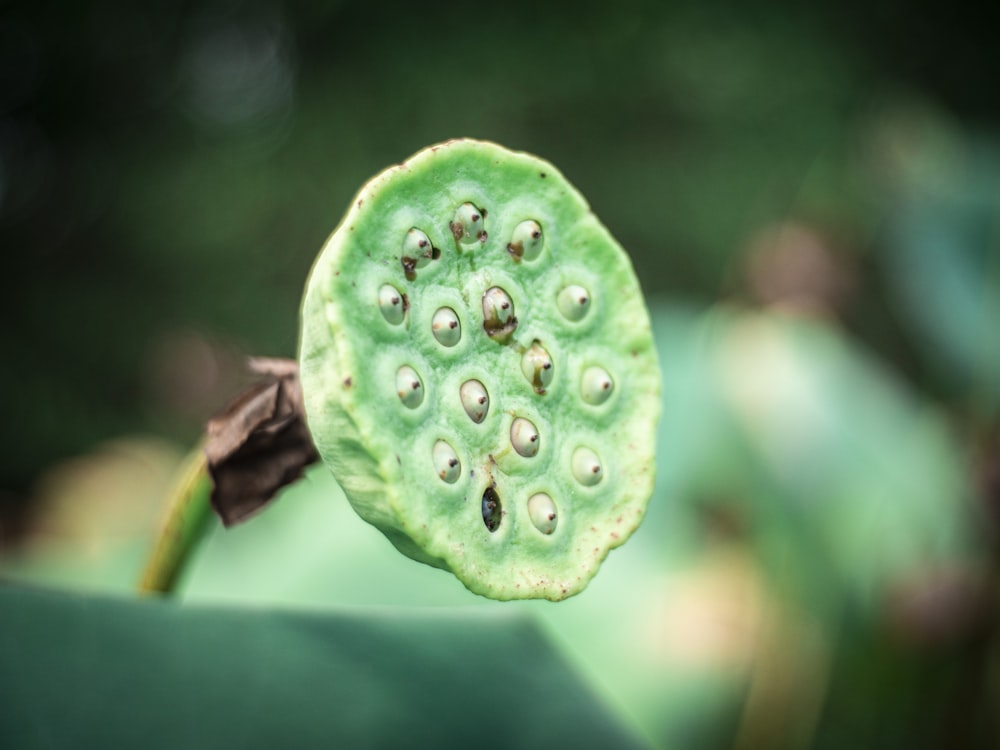 green round fruit in close up photography