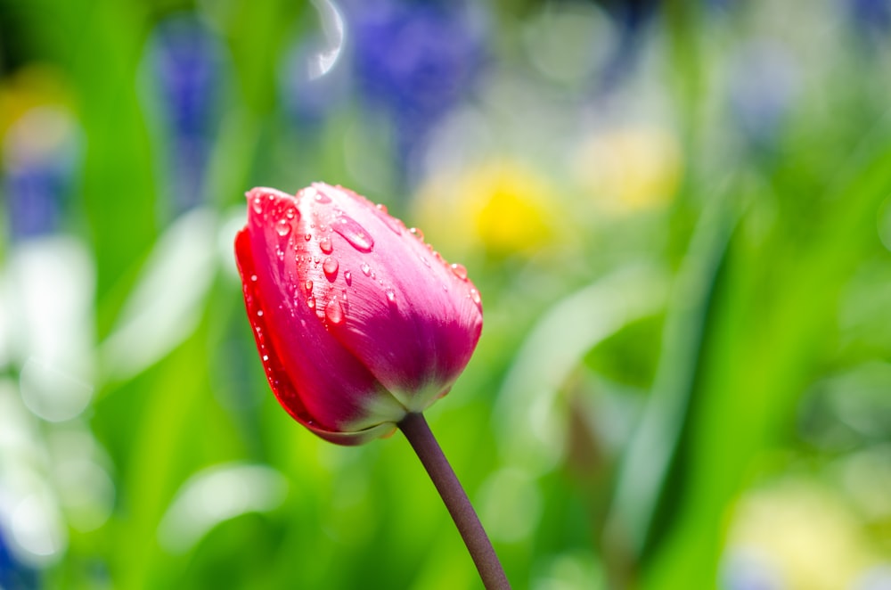 red tulip in bloom during daytime