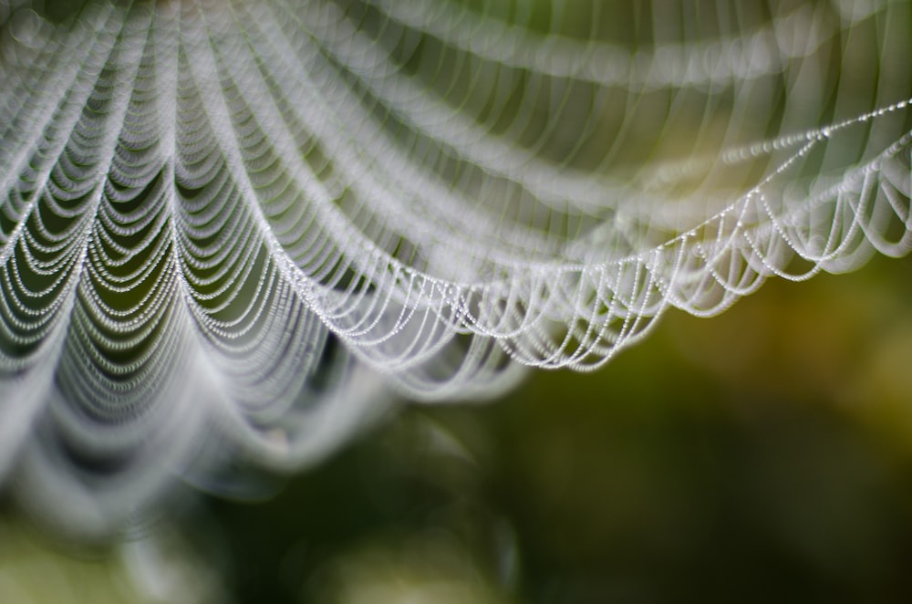 spider web in close up photography