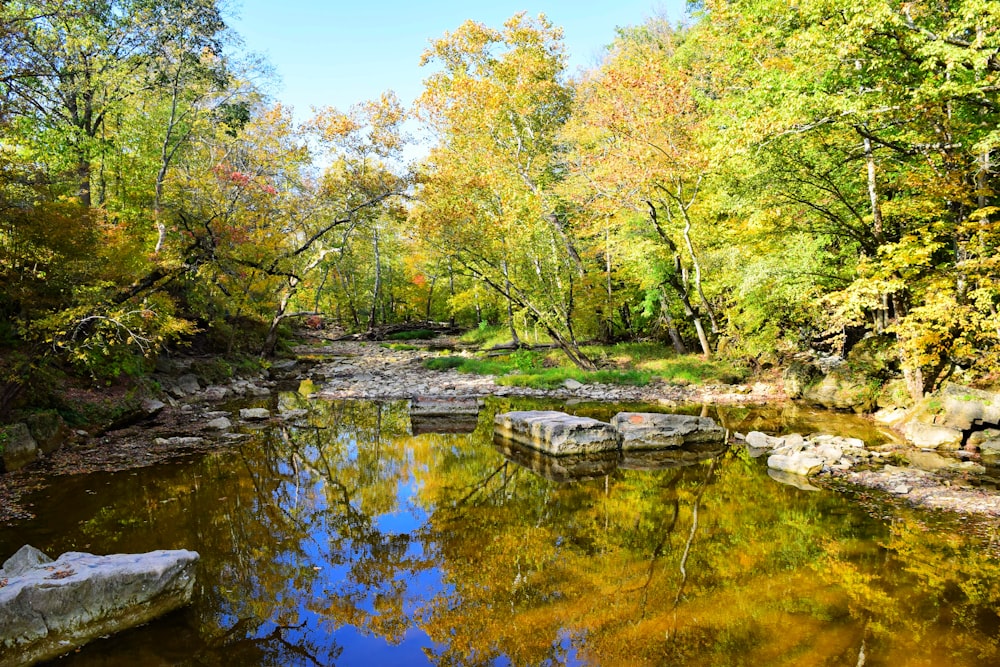 green and yellow trees beside river under blue sky during daytime