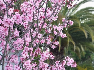 A beautiful cherry blossom tree with pink petals falling.