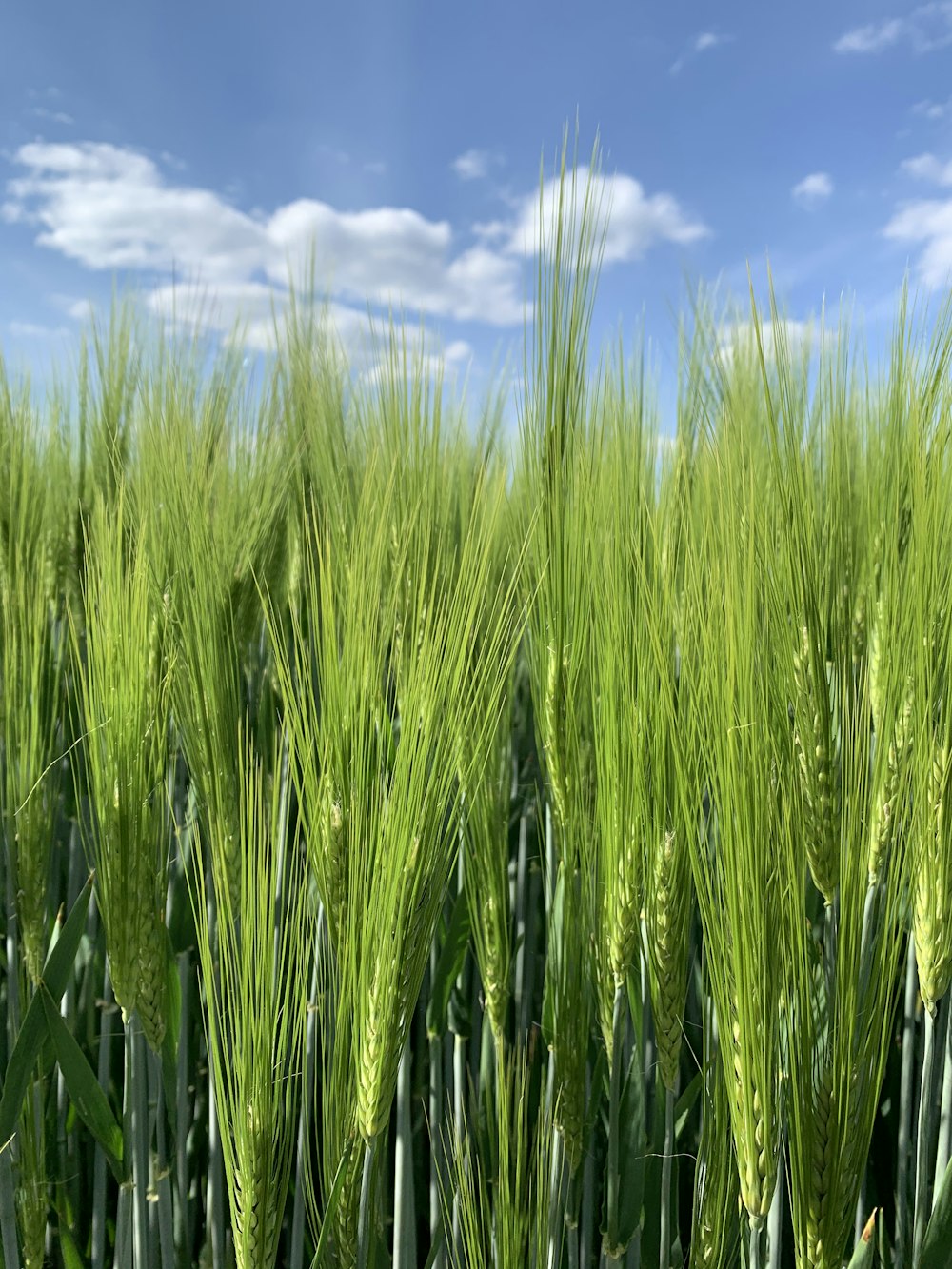 green wheat field under blue sky during daytime