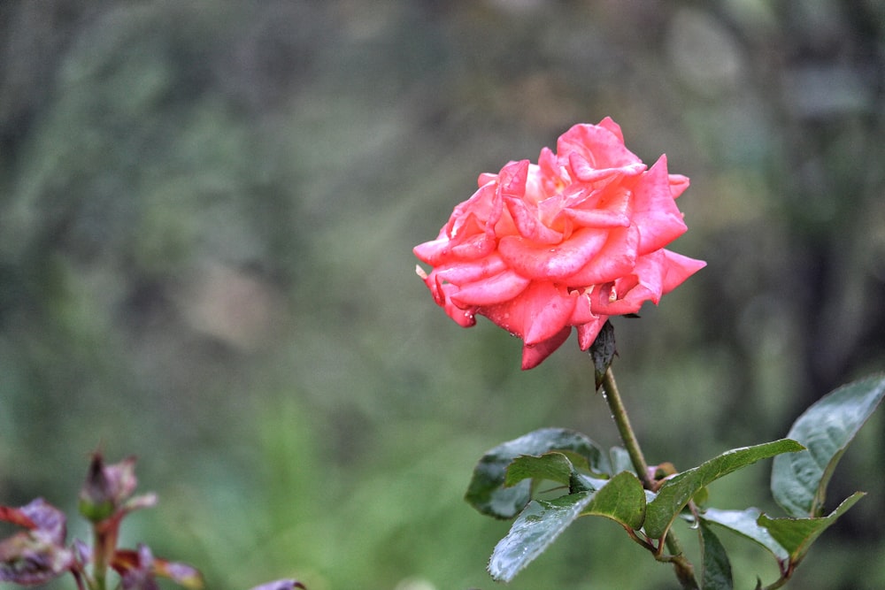 Rosa rosada en flor durante el día