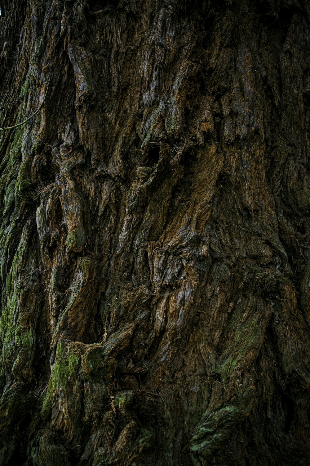 tronco marrom da árvore com musgo verde