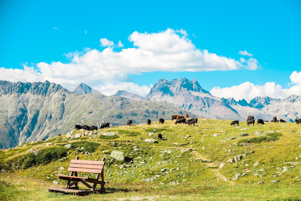 brown wooden bench on green grass field near mountains under blue sky during daytime