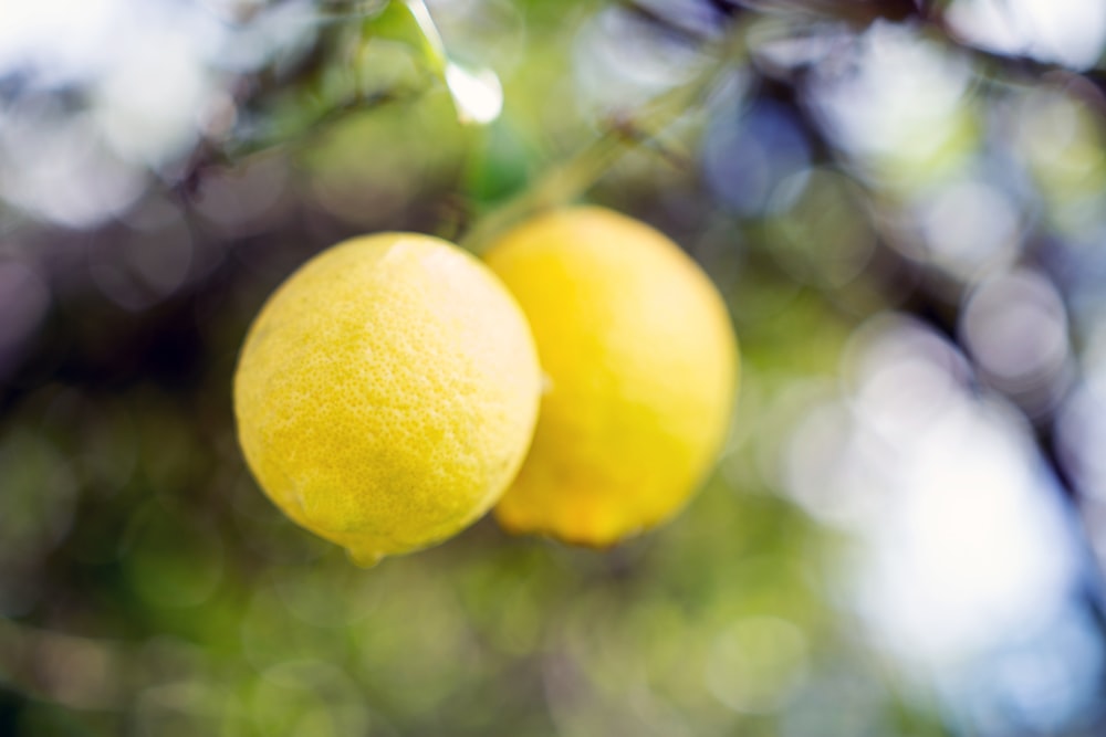 yellow lemon fruit in tilt shift lens