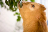 A pair of curious goats nibbling leaves from a low branch near the barn.