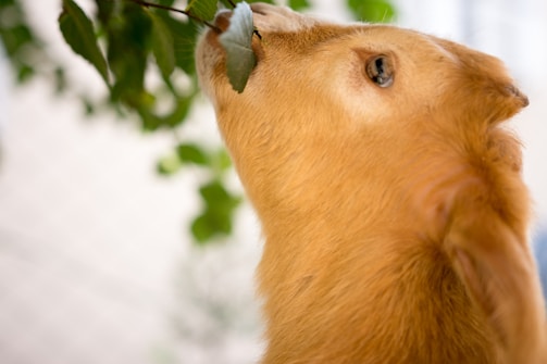 A close-up of a light brown goat reaching up to nibble on green leaves from a tree branch. The goat's face is prominent, with soft fur and an alert, focused gaze directed at the foliage. The background is softly blurred, emphasizing the goat and the leaves.