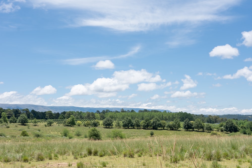 green grass field under blue sky during daytime