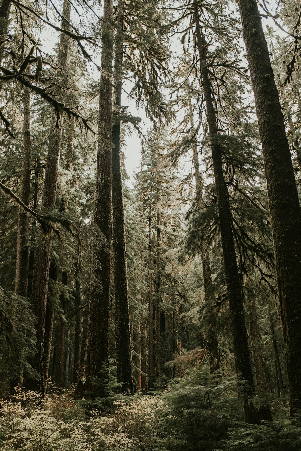 brown trees in forest during daytime