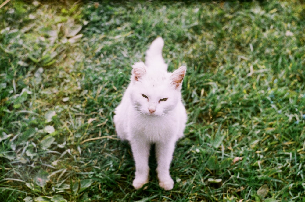 Weiße Katze auf grünem Gras