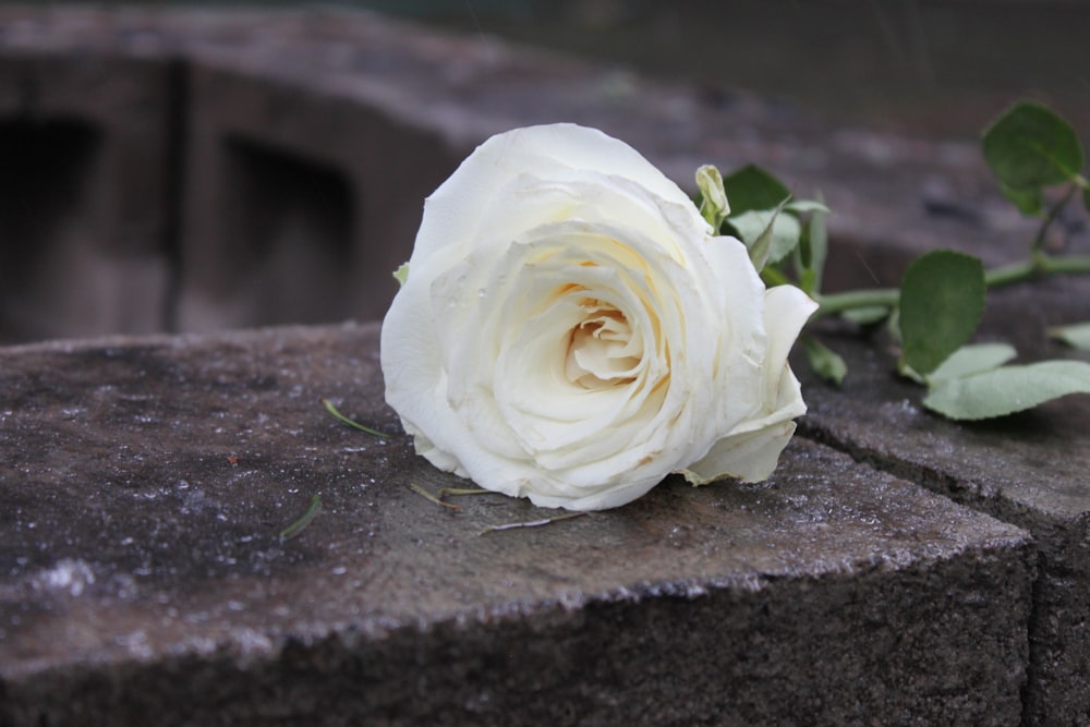 White rose on black concrete surface photo – Free Portland Image on Unsplash