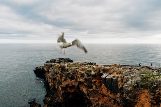 white bird flying over the sea during daytime in Sintra-Cascais Natural Park Portugal