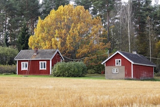 Two red wooden houses are situated in a rural setting surrounded by lush green trees and a field of golden grain. The leaves of the trees are turning yellow, suggesting an autumn scene. One house has a chimney and a ladder leaning against it, while the other has a stone foundation.