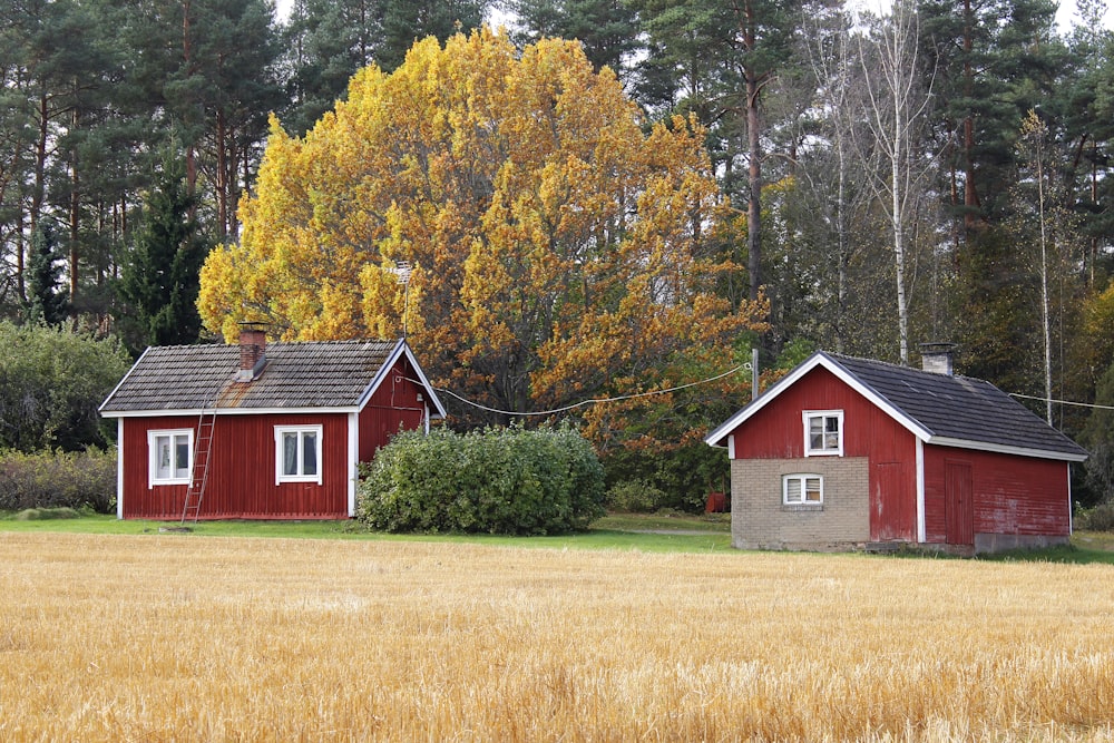 casa de celeiro vermelha e branca perto de árvores de folhas amarelas durante o dia