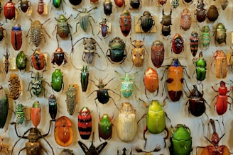 green and orange flower buds