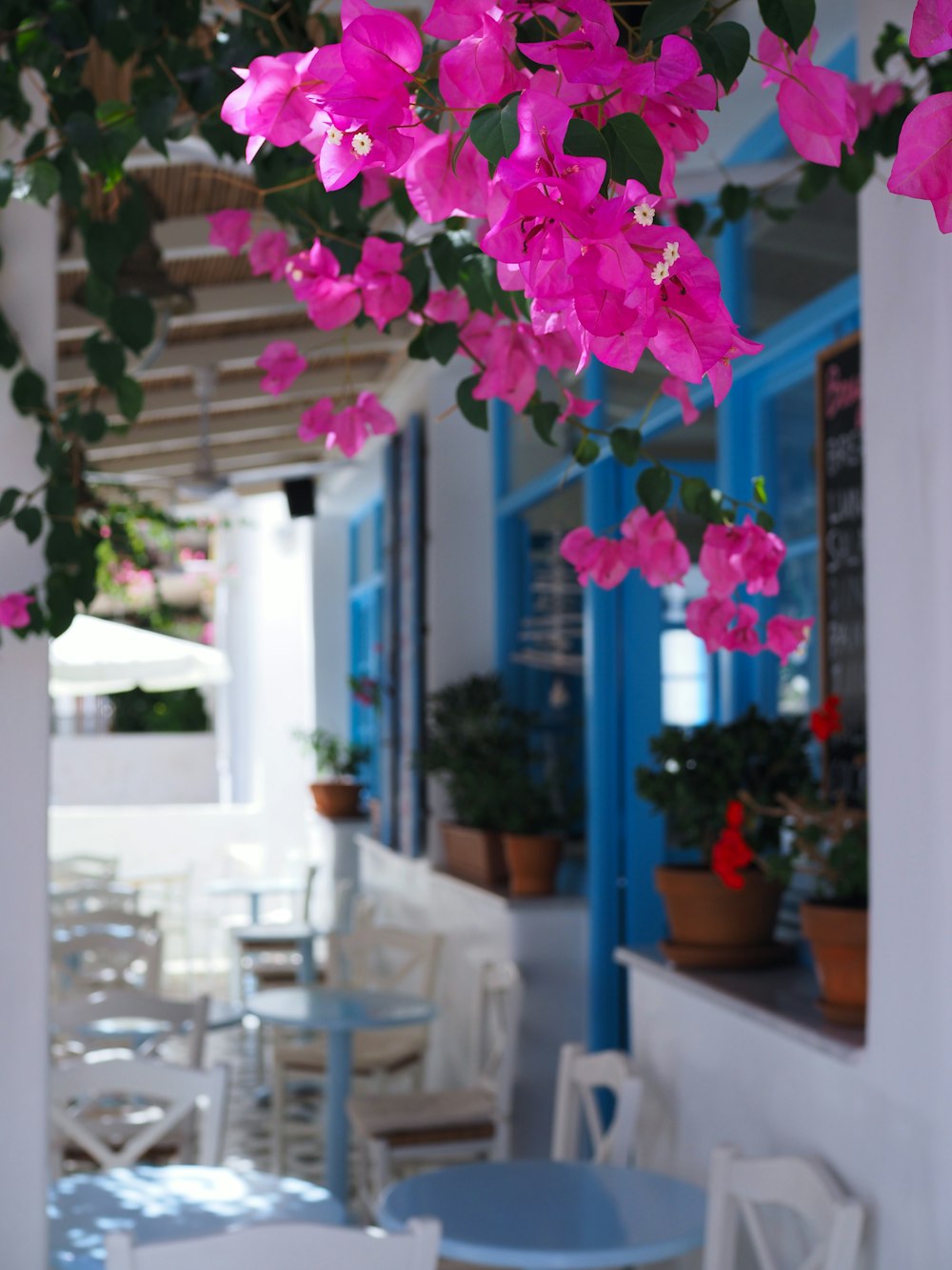 pink flower on white table