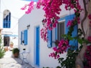 pink and white flower tree near blue and white concrete house during daytime
