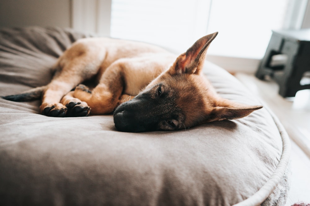 brown and black german shepherd lying on white textile