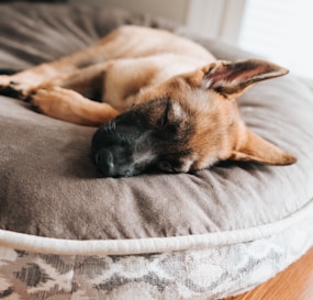 brown and black german shepherd lying on gray pet bed