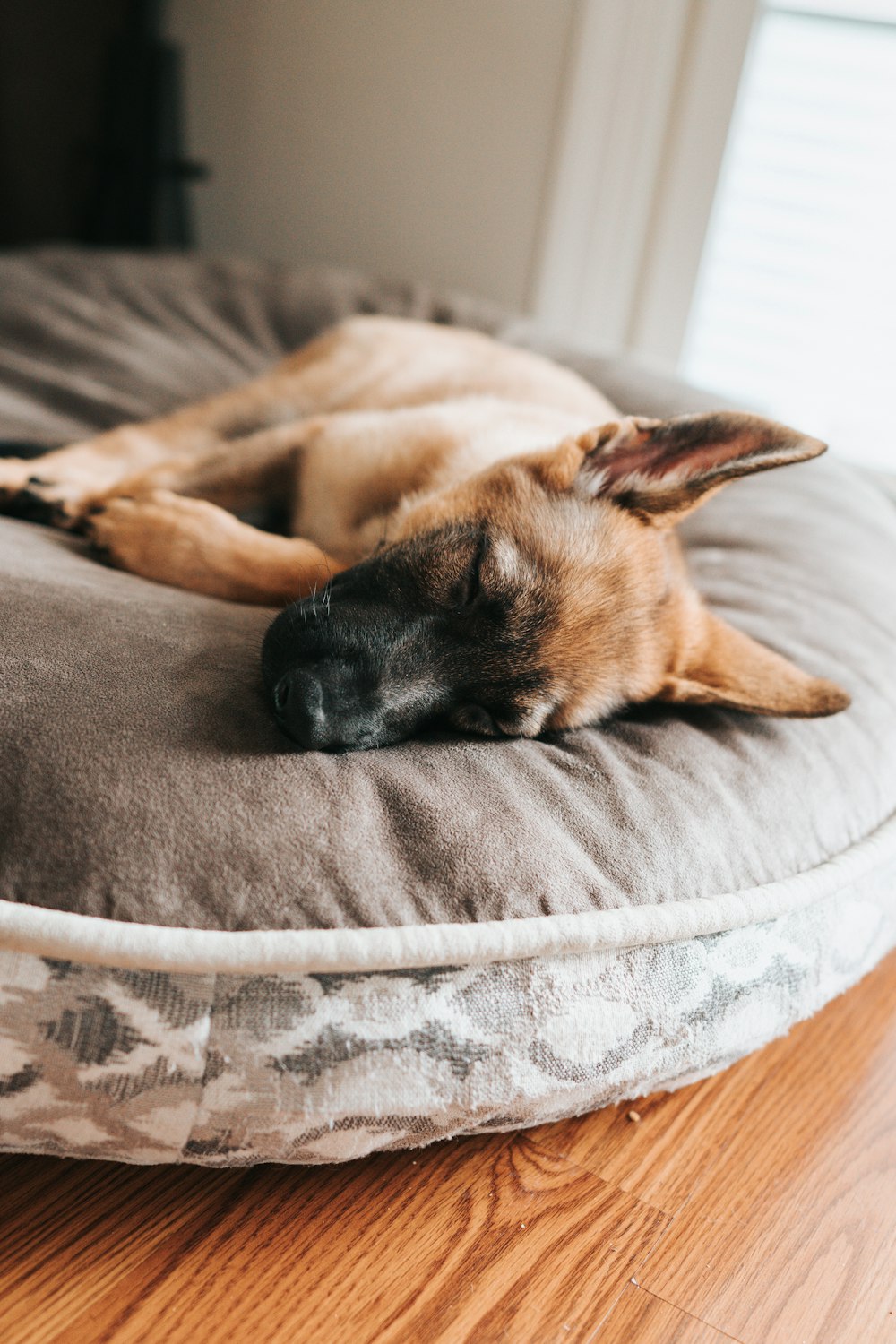 Berger allemand brun et noir couché sur un lit gris pour animaux de compagnie