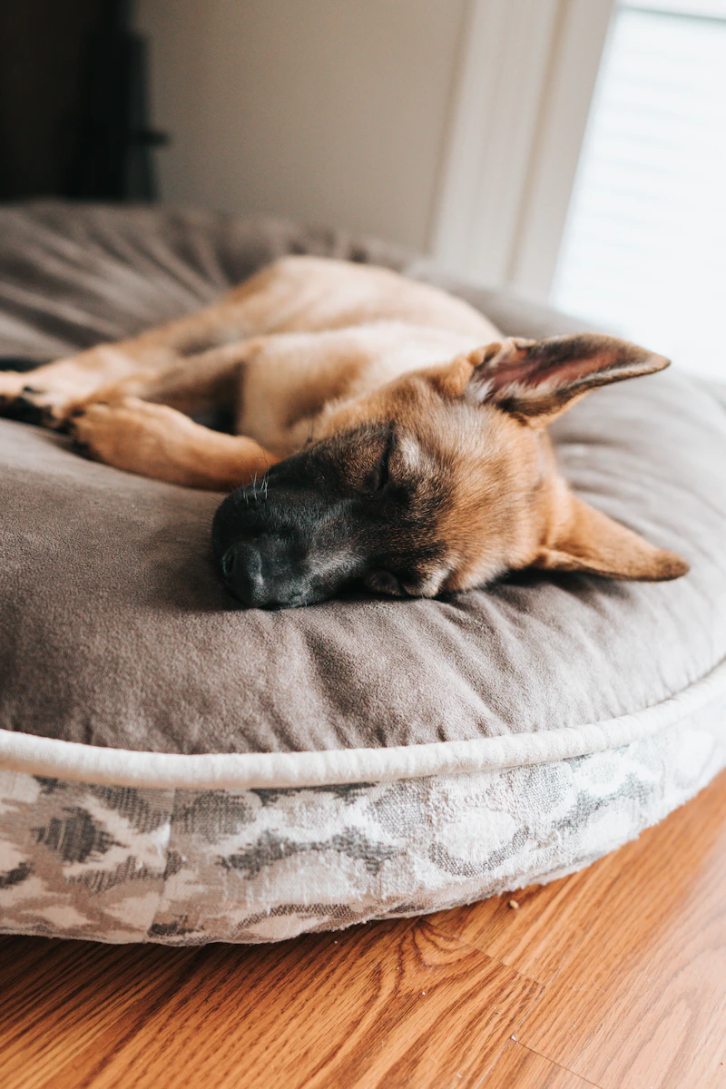 Puppy in bed