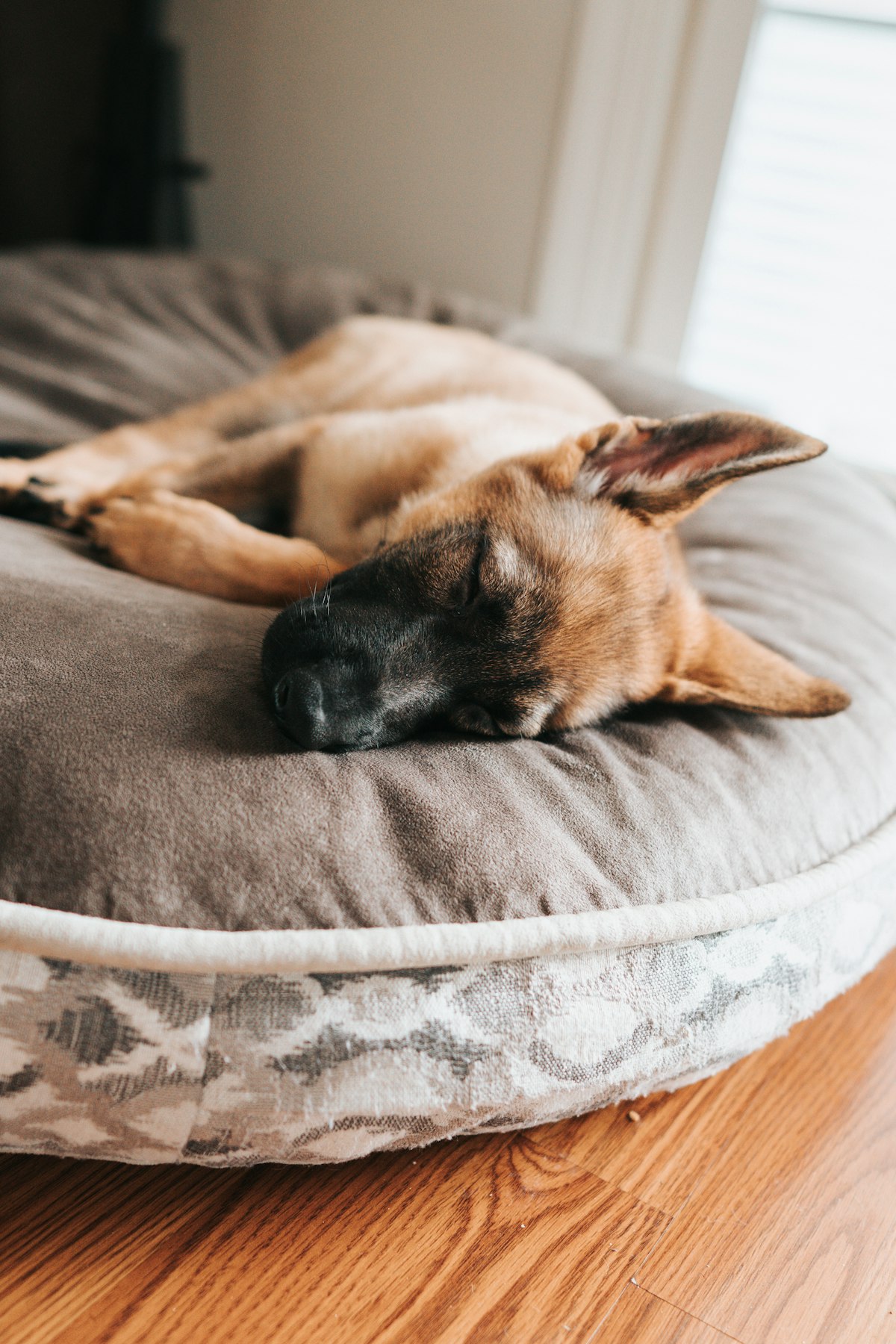 German shepherd lying on a gray pet bed - heated dog bed for large dogs