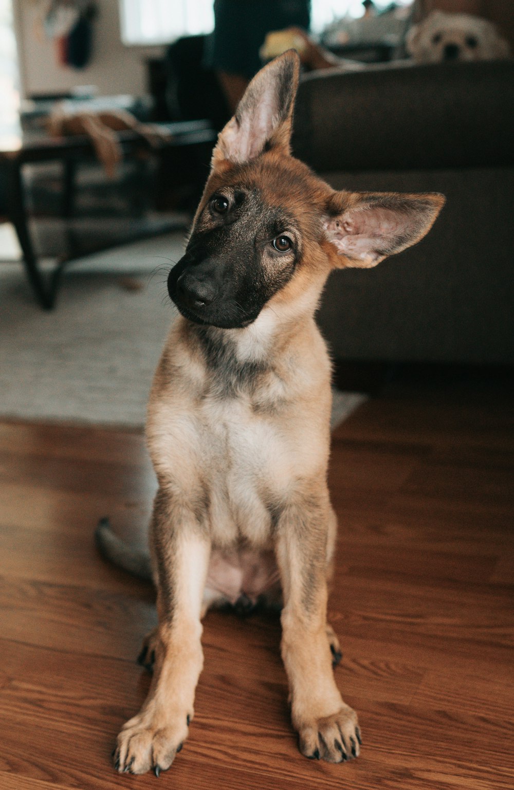 brown and black german shepherd puppy