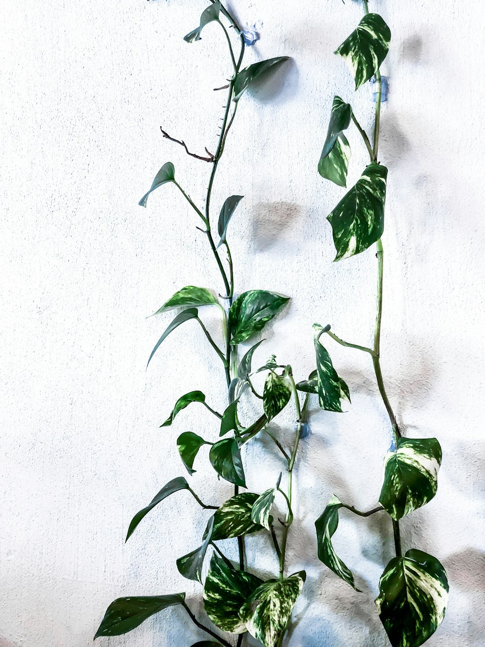 green plant on white background