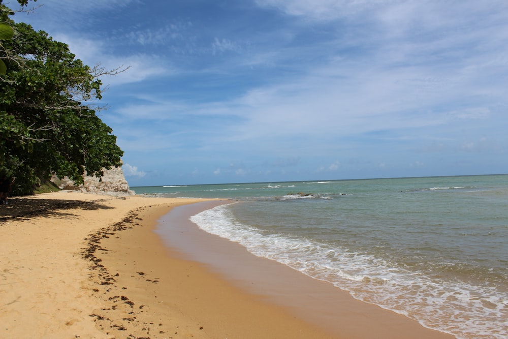 green tree on brown sand near sea during daytime