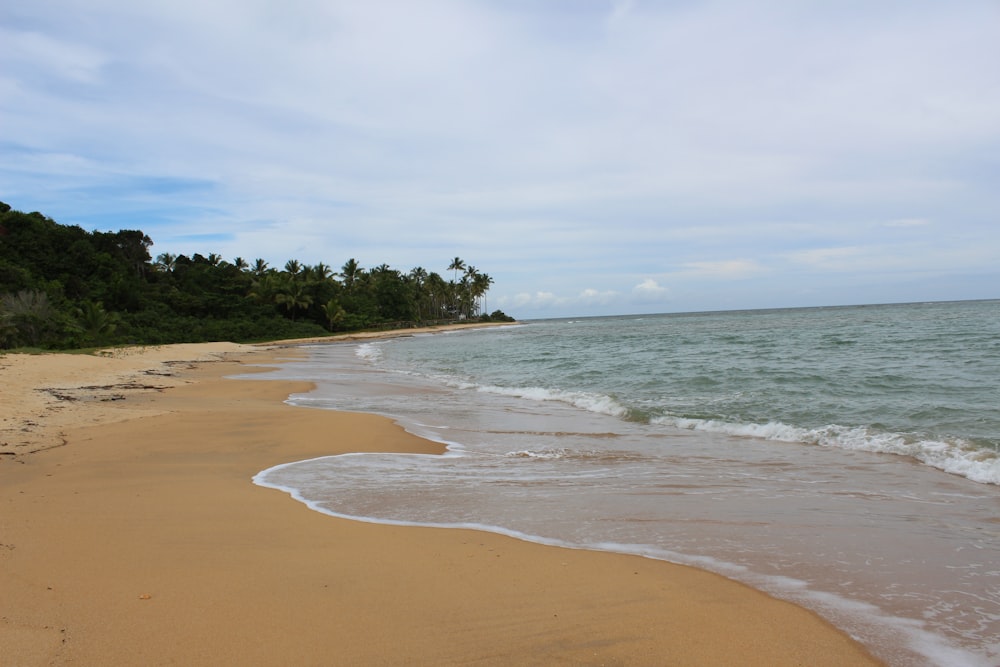 green trees on brown sand beach during daytime