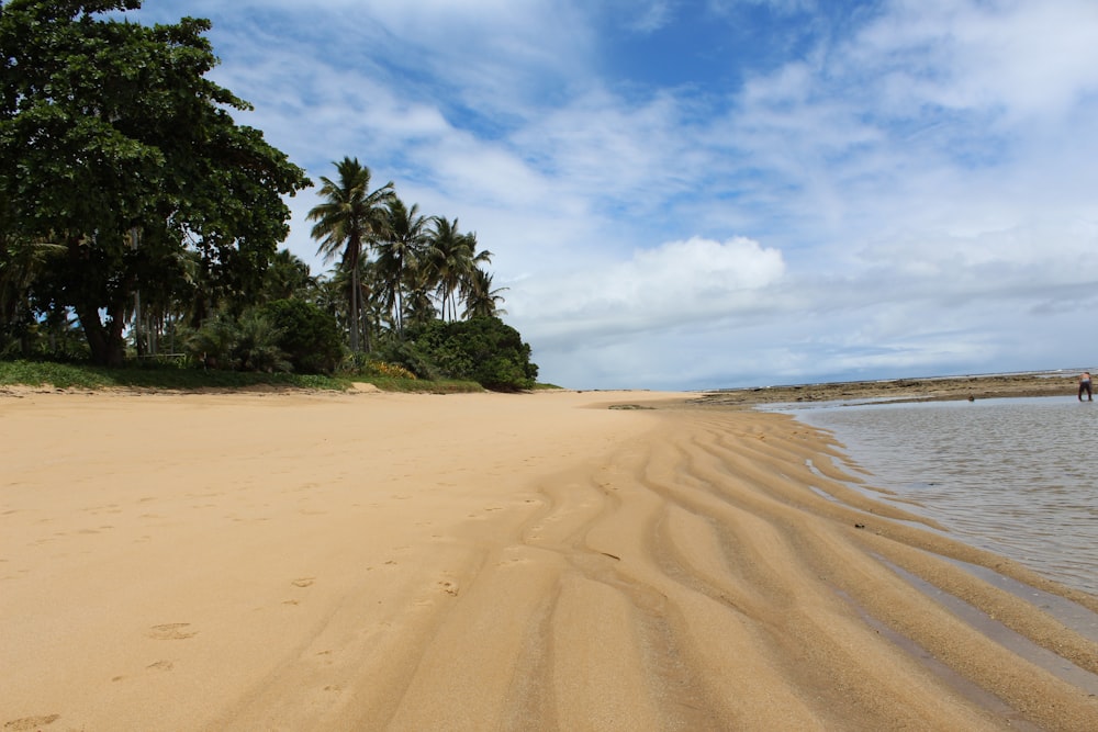 palm trees on beach shore under blue sky and white clouds during daytime