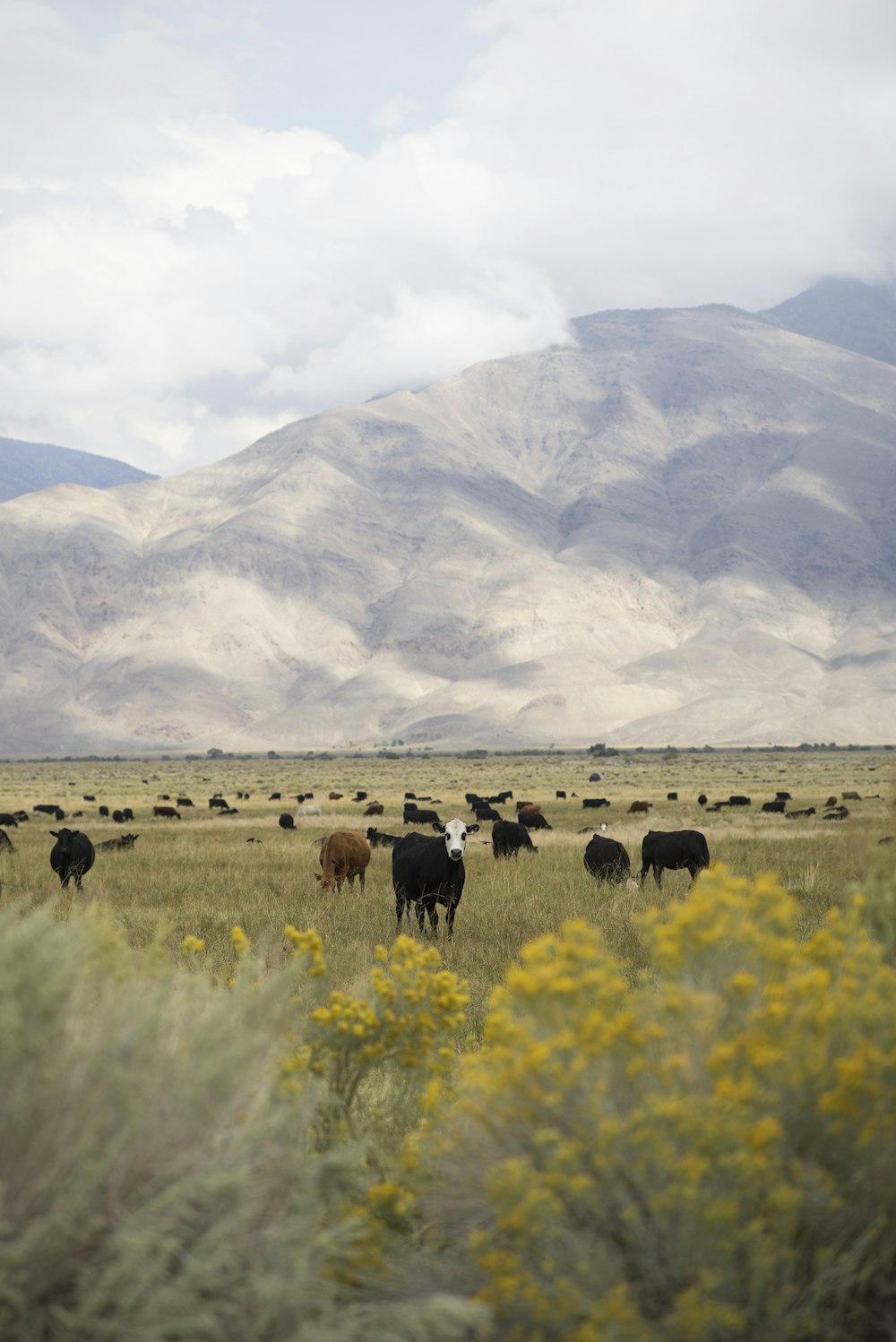 brown and black cow on green grass field during daytime