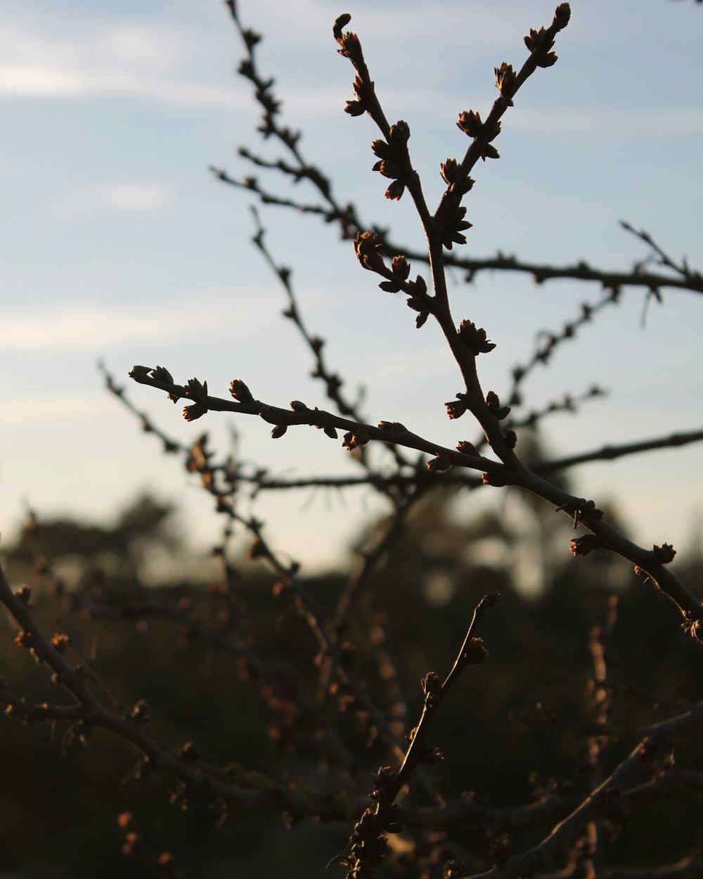 brown tree branch during daytime