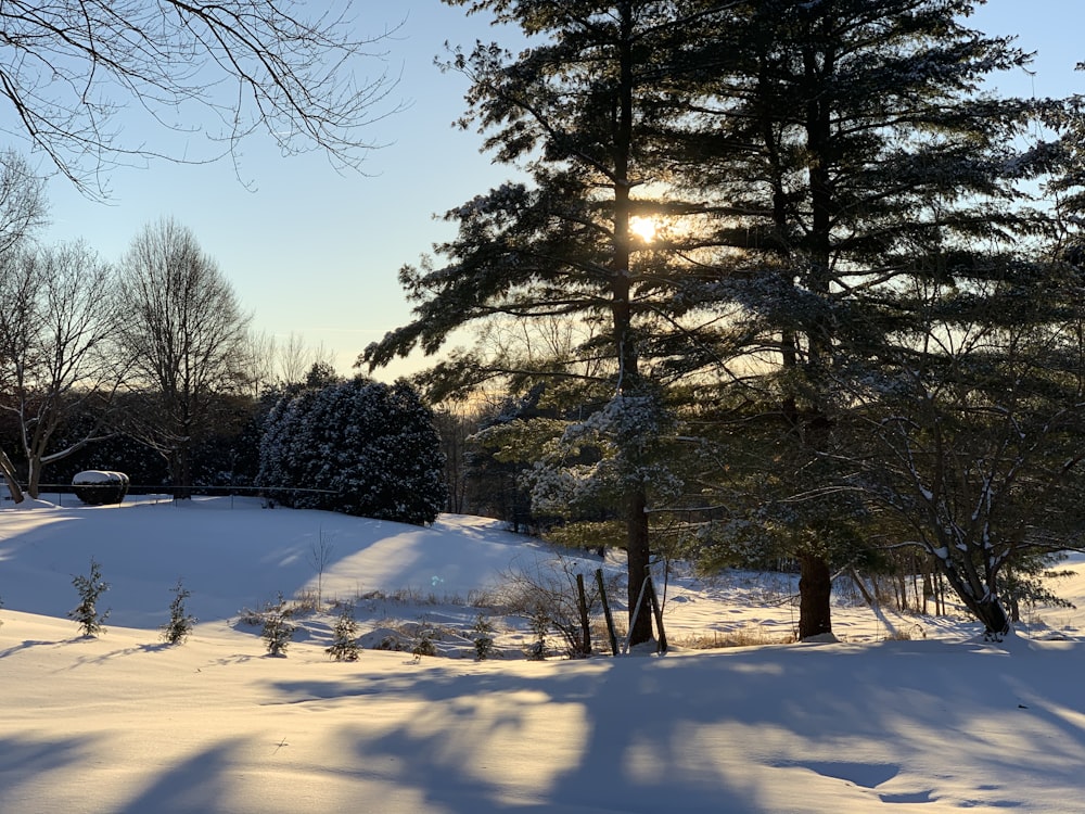 昼間の雪に覆われた地面に緑の木々