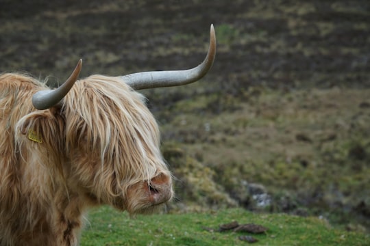 brown cow on green grass field during daytime in Portree United Kingdom
