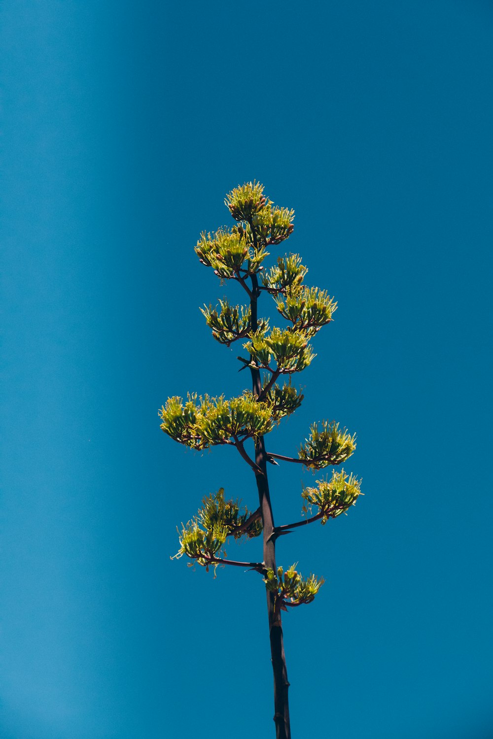 yellow and green tree under blue sky during daytime