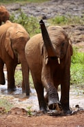 2 brown elephants on river during daytime