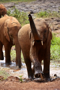 2 brown elephants on river during daytime