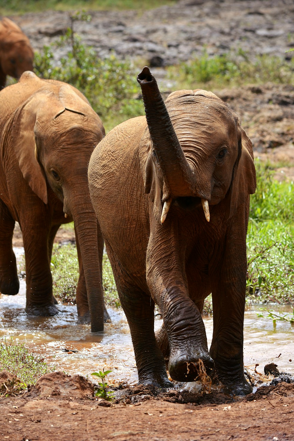 2 brown elephants on river during daytime
