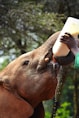 person feeding elephants nose