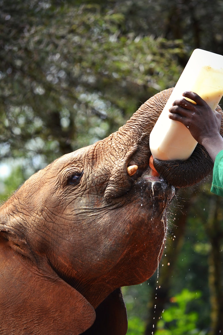 elephant drinking milk