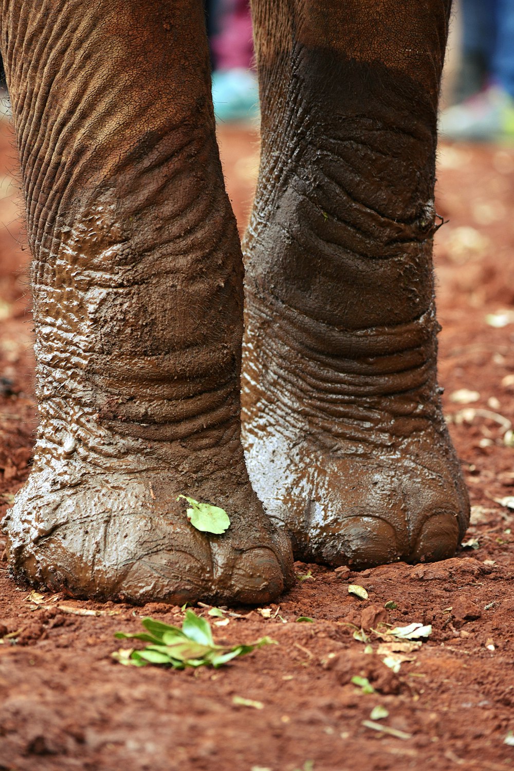 brown elephant lying on ground